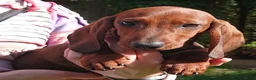 Teckel (korthaar)  honden te koop: Teckelpups korthaar met FCI stamboom - Advertentie 10