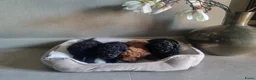Poedel Toy honden te koop: Toypoedel pups 6 weken oud - Advertentie 2