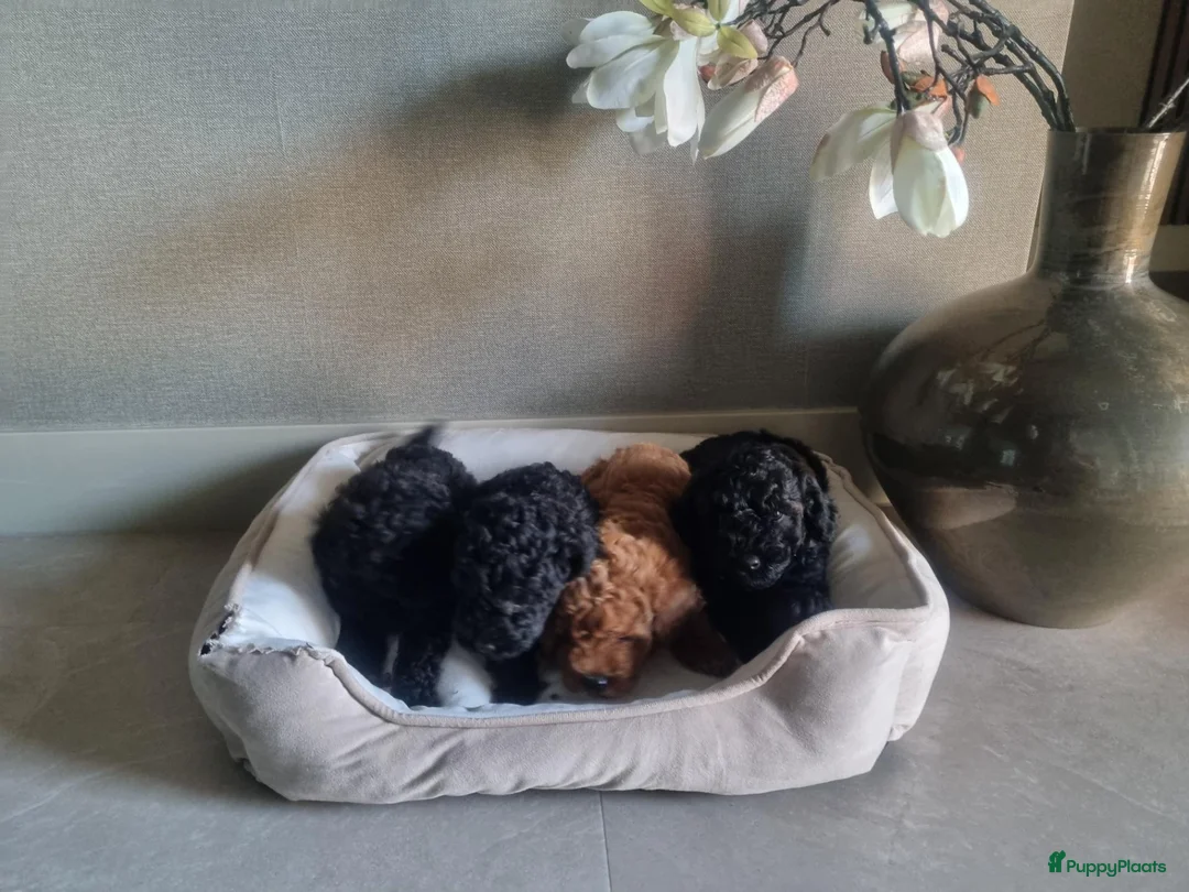 Poedel Toy honden te koop: Toypoedel pups 6 weken oud - Advertentie 2