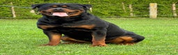 Rottweiler honden te koop: Zeer mooie rottweiler pups   - Advertentie 11