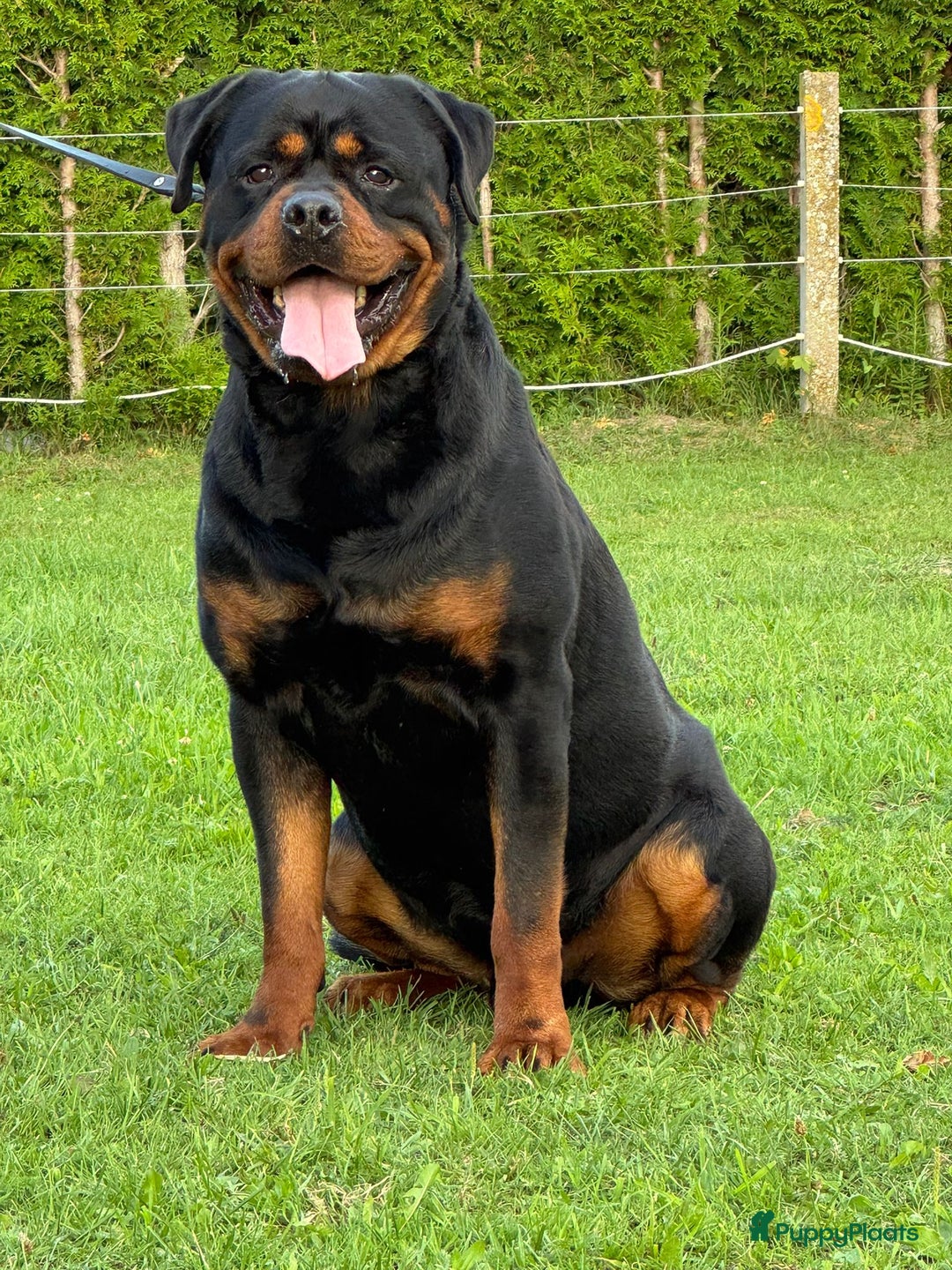 Rottweiler honden te koop: Zeer mooie rottweiler pups   - Advertentie 11