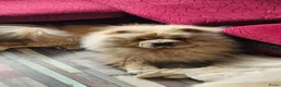 Chow Chow honden te koop: Zeer mooie chow chow pups  - Advertentie 2