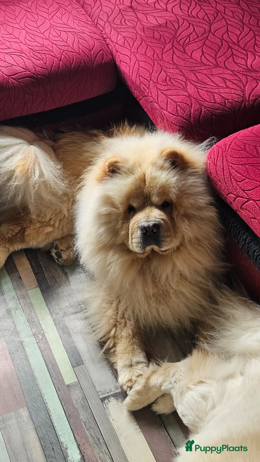 Chow Chow honden te koop: Zeer mooie chow chow pups  - Advertentie 2