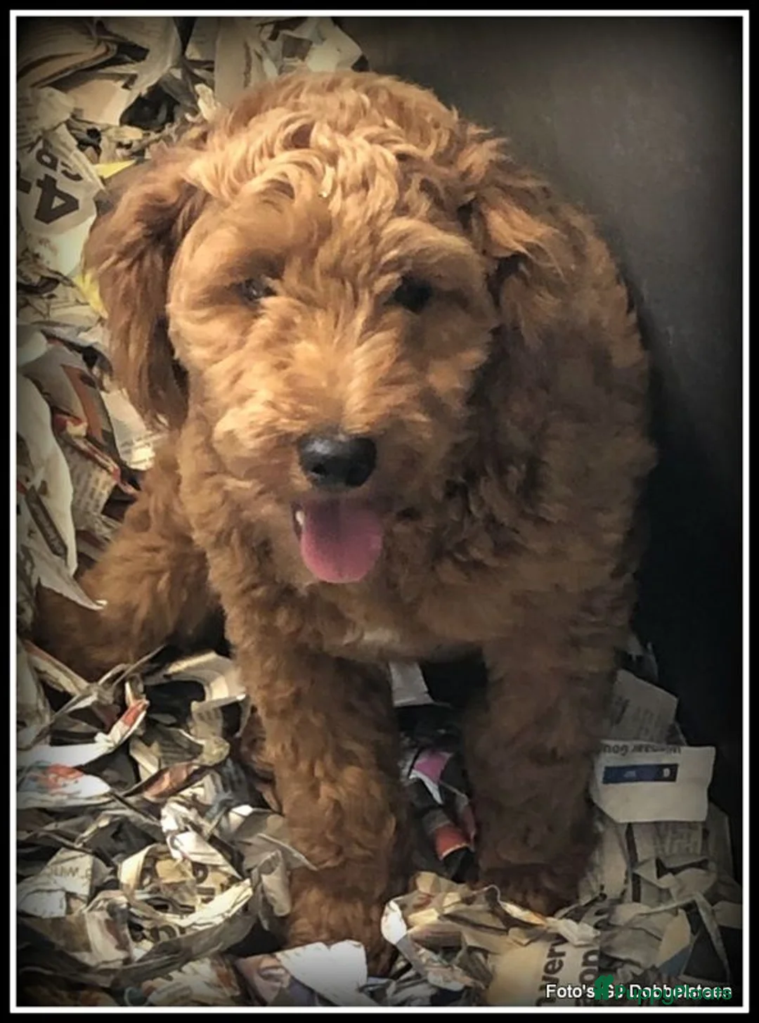 Cockapoo honden te koop: Cockapoo pup teefjes - Advertentie 15