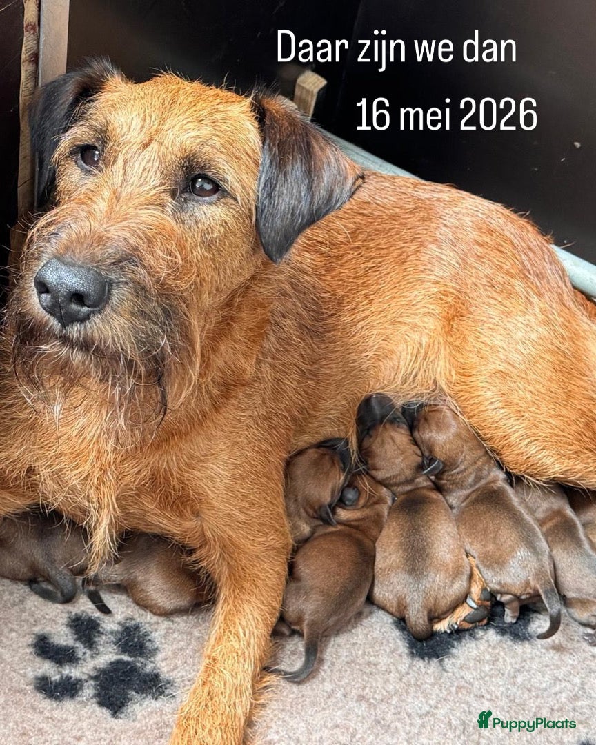 Ierse Terriër honden te koop: Pups Ierse Terriër met stamboom - Advertentie 1
