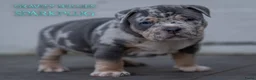 Amerikaanse Bully honden te koop: American Bully pocket pups verwacht  - Advertentie 13