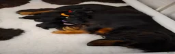 Teckel (langhaar) honden te koop: Prachtige Black en Tan pups - Advertentie 14