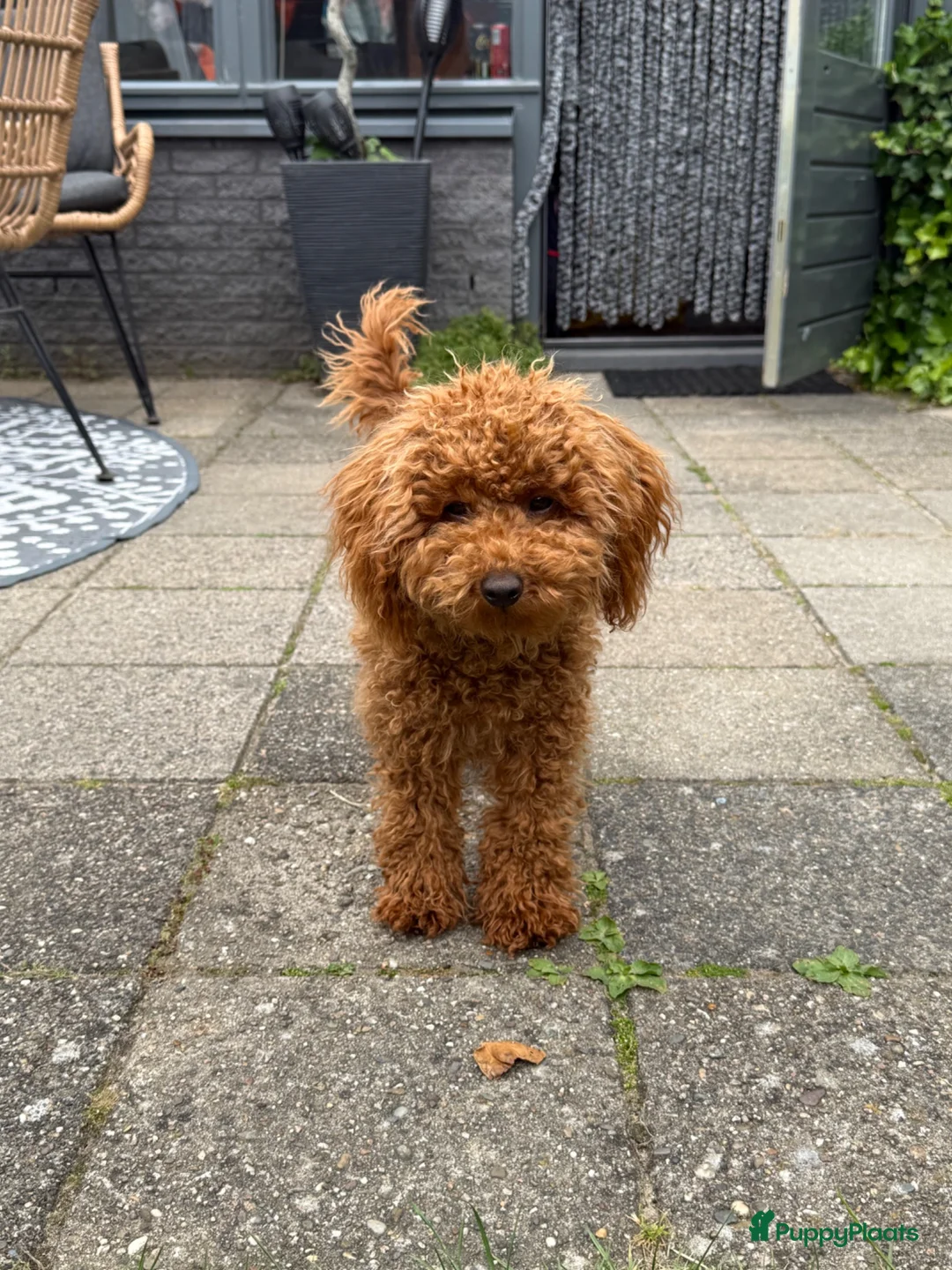 Poedel Toy honden te koop: Lieve Toypoedel Vini zoekt een liefdevol thuis - Advertentie 2