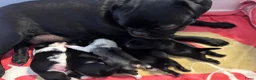 Mopshond honden te koop:  Onze prachtige Mopspuppy’s zijn geboren! 🐾 - Advertentie 19
