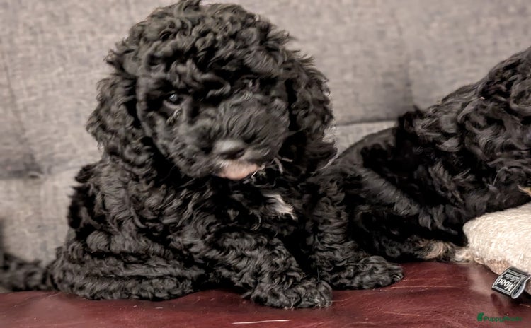 Dwergpoedel honden - Advertentie 2
