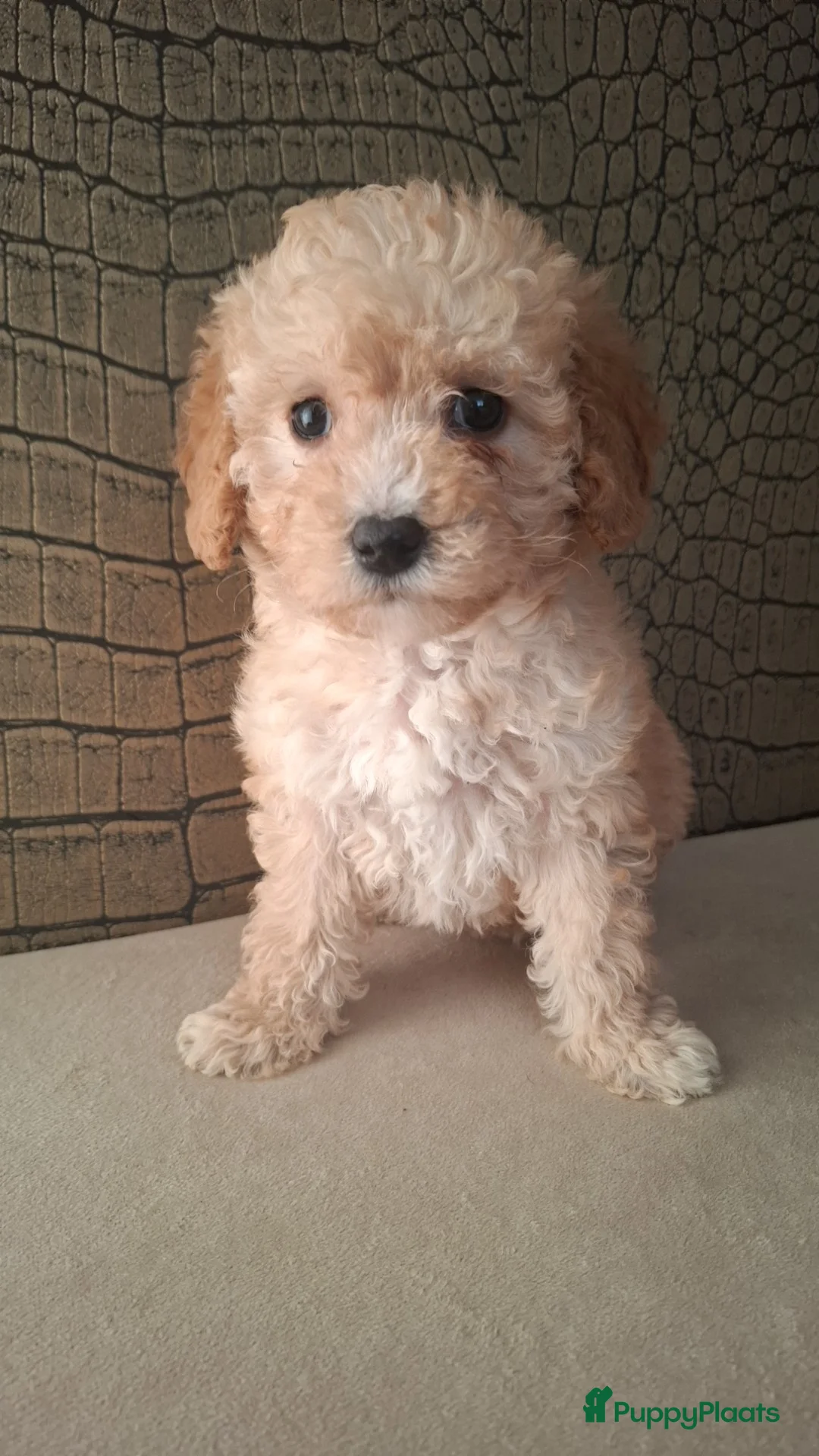 Australian Labradoodle honden te koop: Medium Australian labradoodle pups 🩷💙 - Advertentie 4