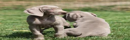 Weimarse Staande Hond korthaar honden te koop: Weimaraner pups - Advertentie 8