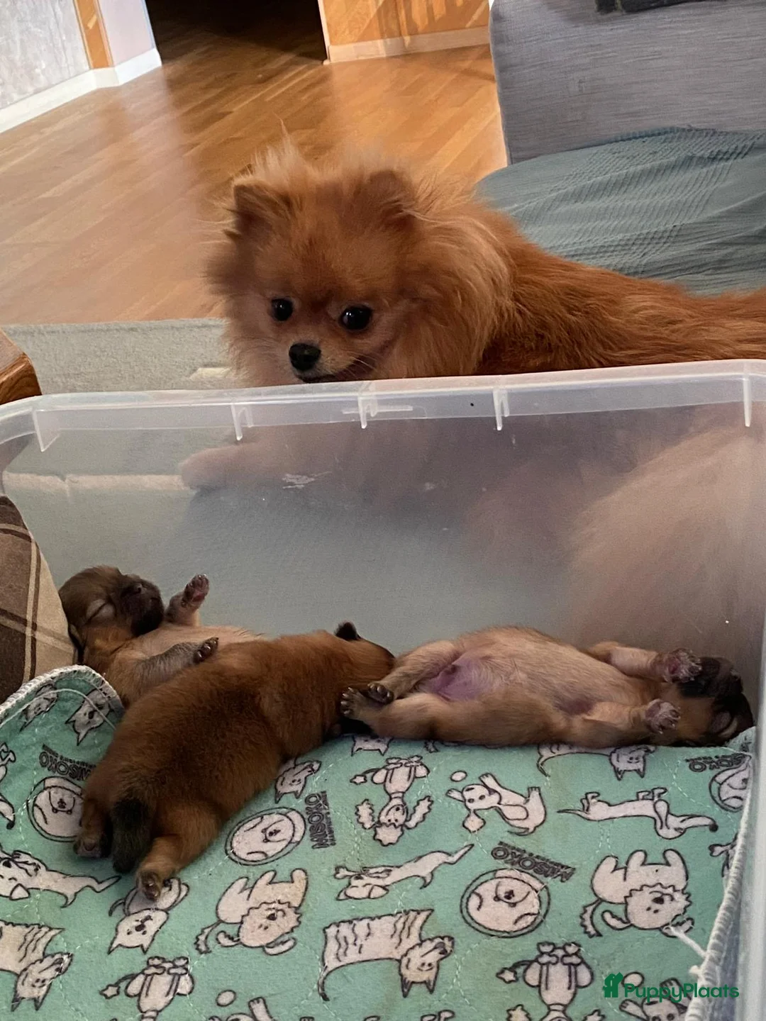 Pomeriaan honden te koop: Raszuivere Pomeranian puppies te Koop - Advertentie 7