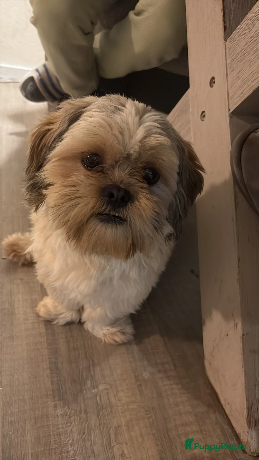 Shih Tzu honden te koop: Boomertjes - Advertentie 8