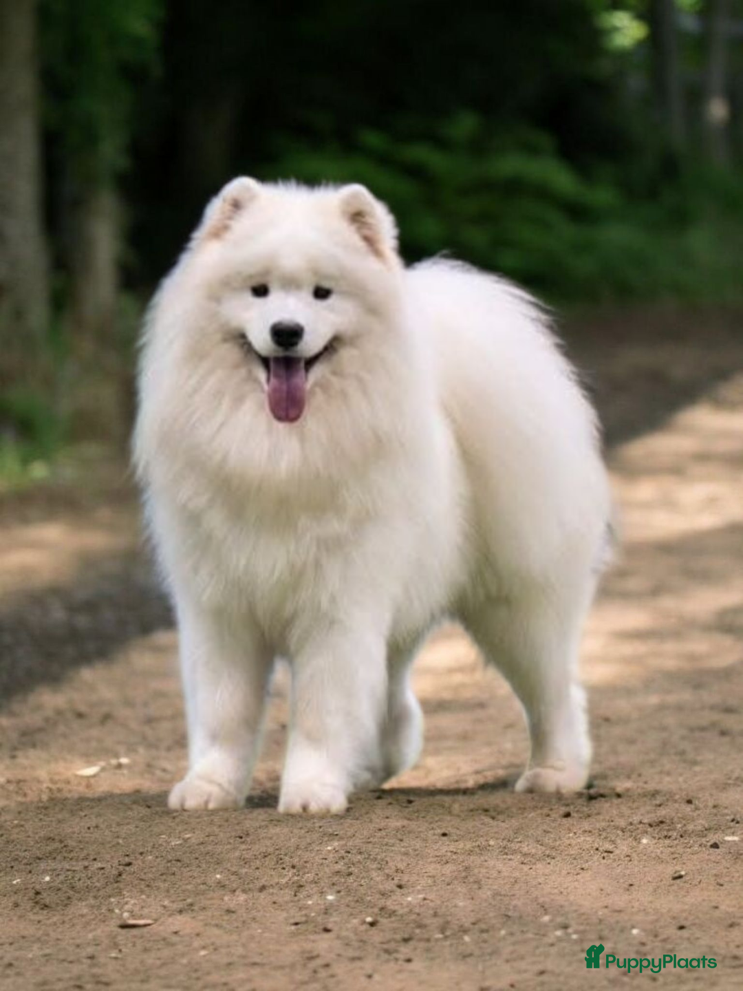 Samojeed honden te koop: Lief Samojeed meisje beschikbaar  - Advertentie 6