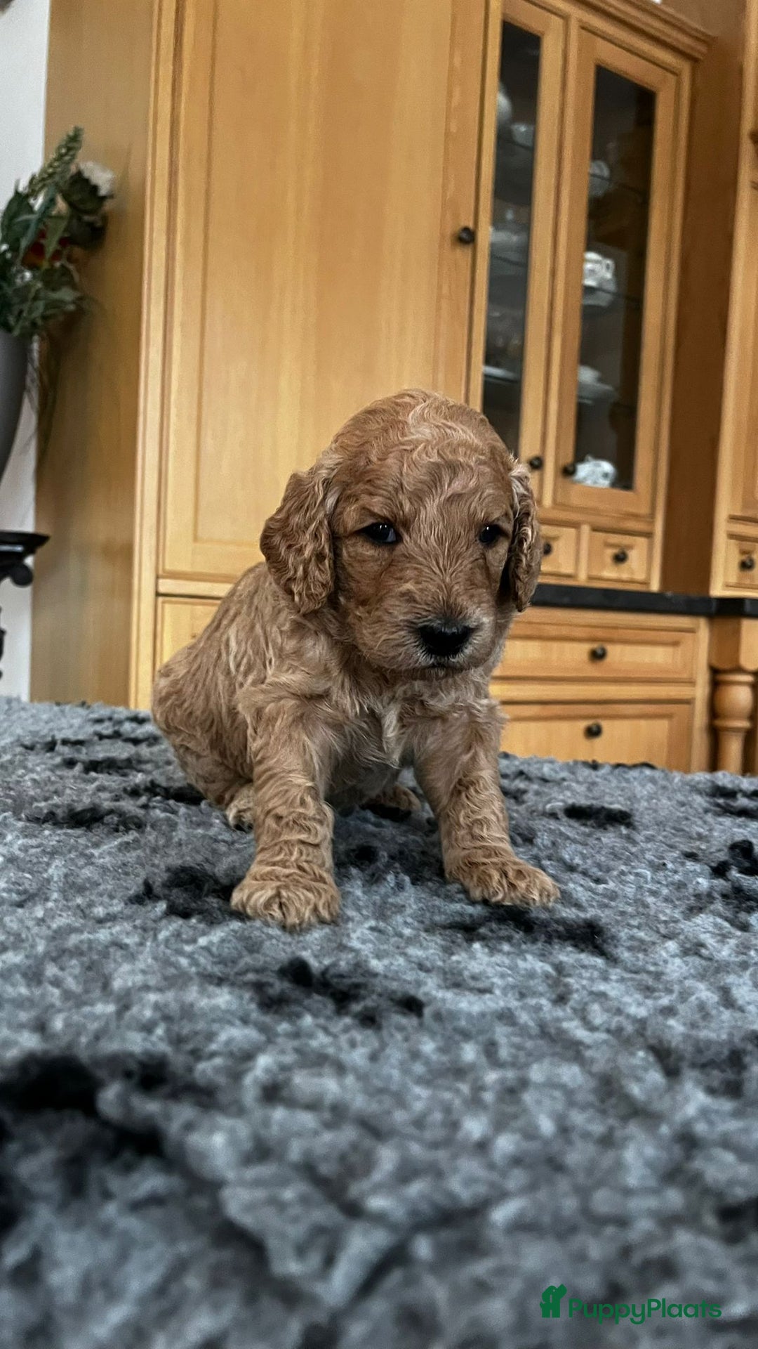 Labradoodle honden te koop: mooie multi x labradoodle australiën doodle pups - Advertentie 1