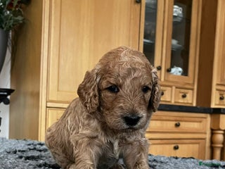 Labradoodle honden mooie multi x labradoodle australiën doodle pups - Advertentie 7