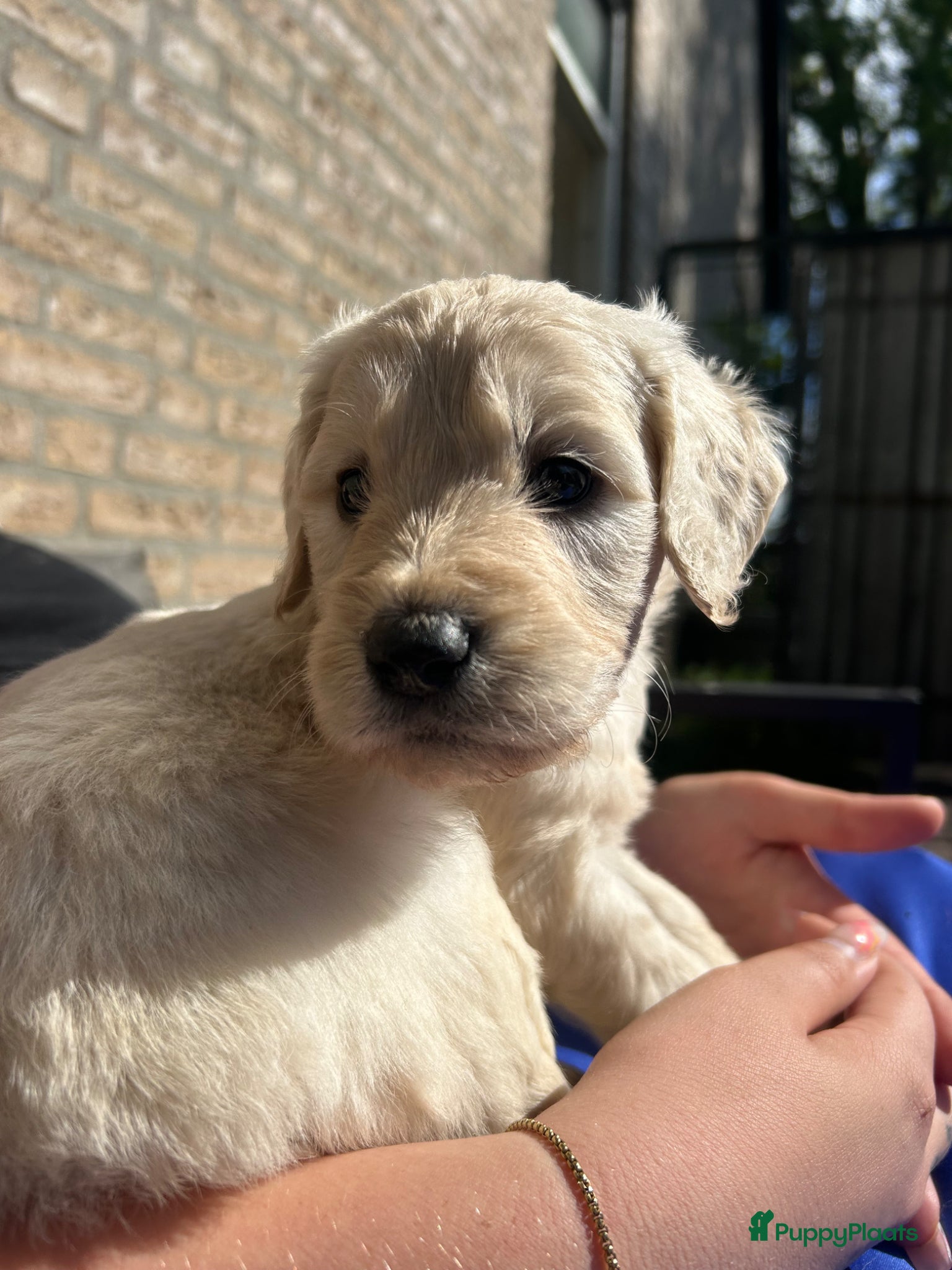 Goldendoodle honden goldendoodle pups - Advertentie 1