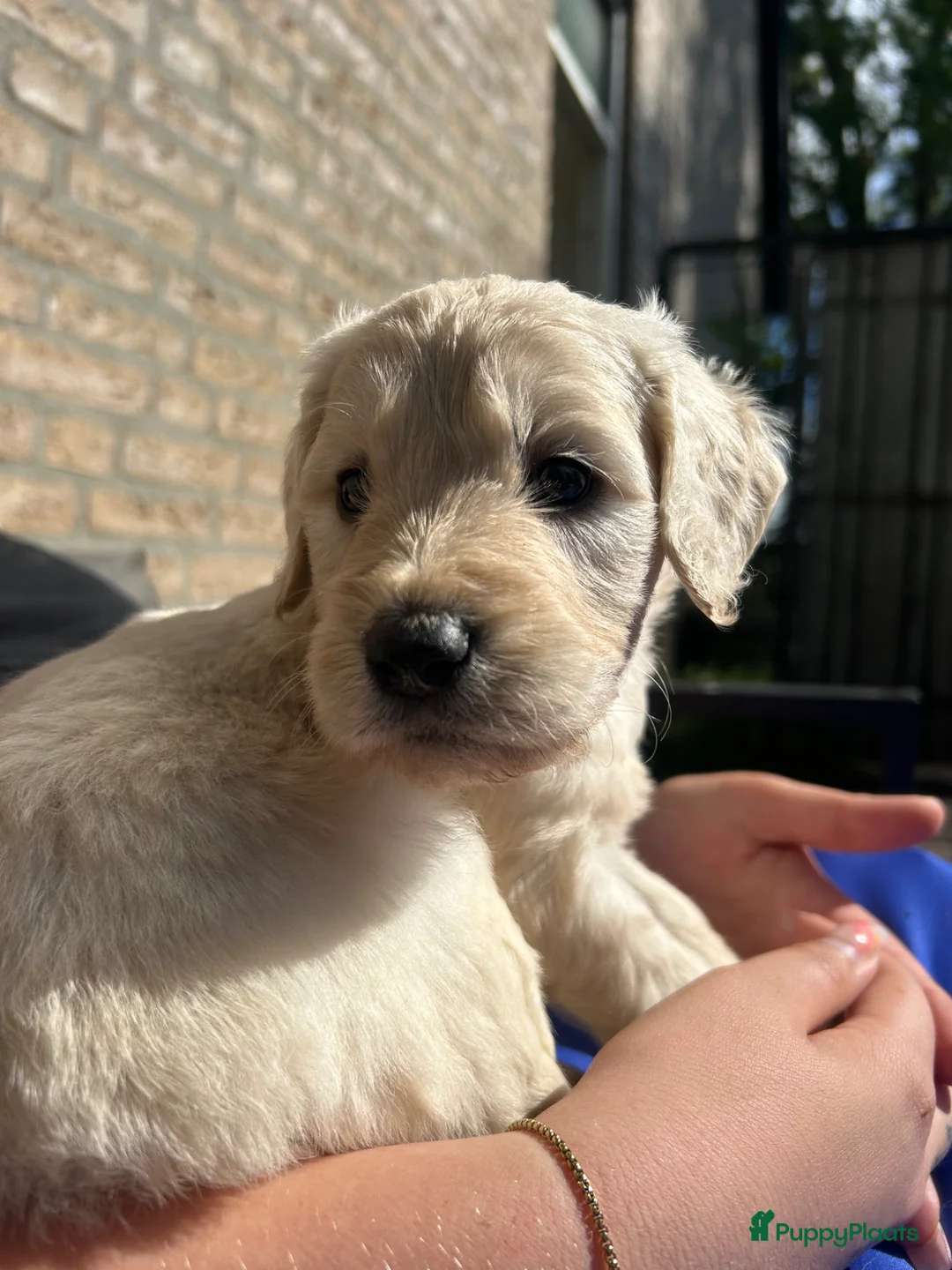 Goldendoodle honden te koop: goldendoodle pups - Advertentie 1