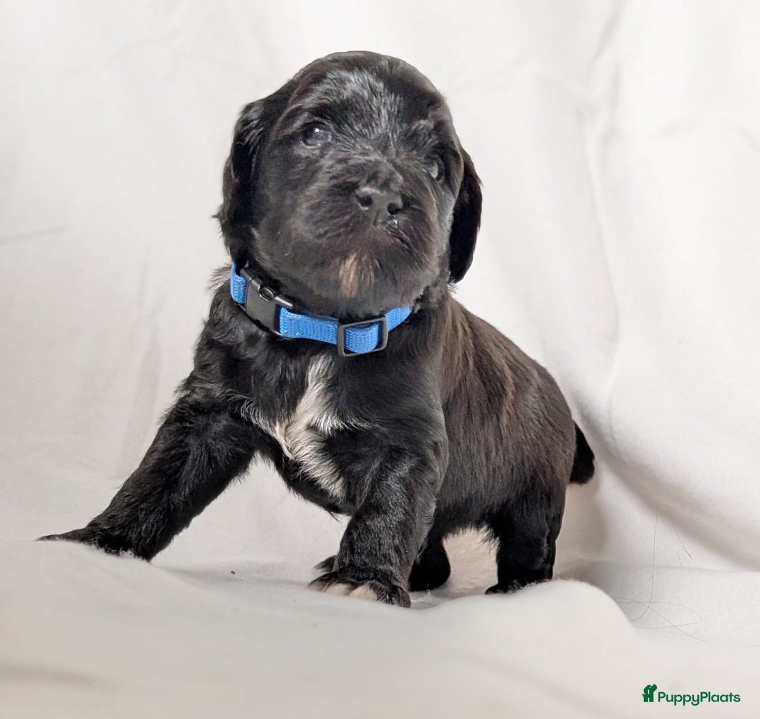Labradoodle honden te koop: Zwarte medium labradoodles (nog 3 beschikbaar) - Advertentie 6