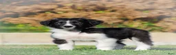 Border Collie honden te koop: Enthousiaste border collie x friese stabij pups  - Advertentie 13
