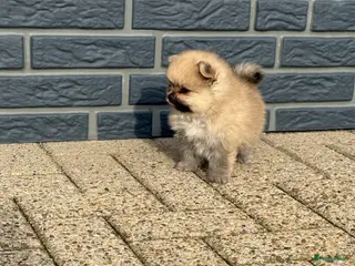 Pomeriaan honden Rasecht pomeriaan reutje 8 weken oud - Advertentie 1