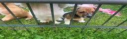 Jack Russel Terriër honden te koop: Nog 2 mooie Jack Russel Pups - Advertentie 13