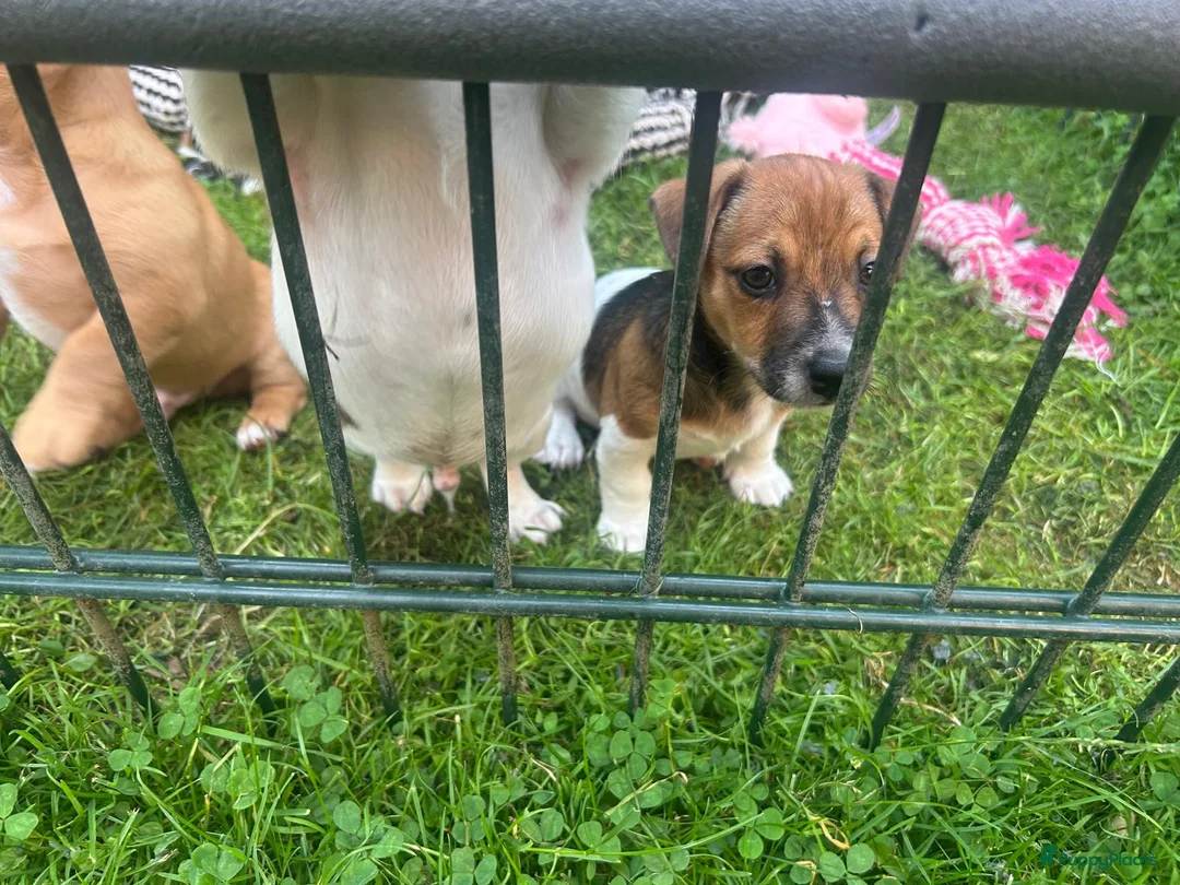 Jack Russel Terriër honden te koop: Nog 2 mooie Jack Russel Pups - Advertentie 13