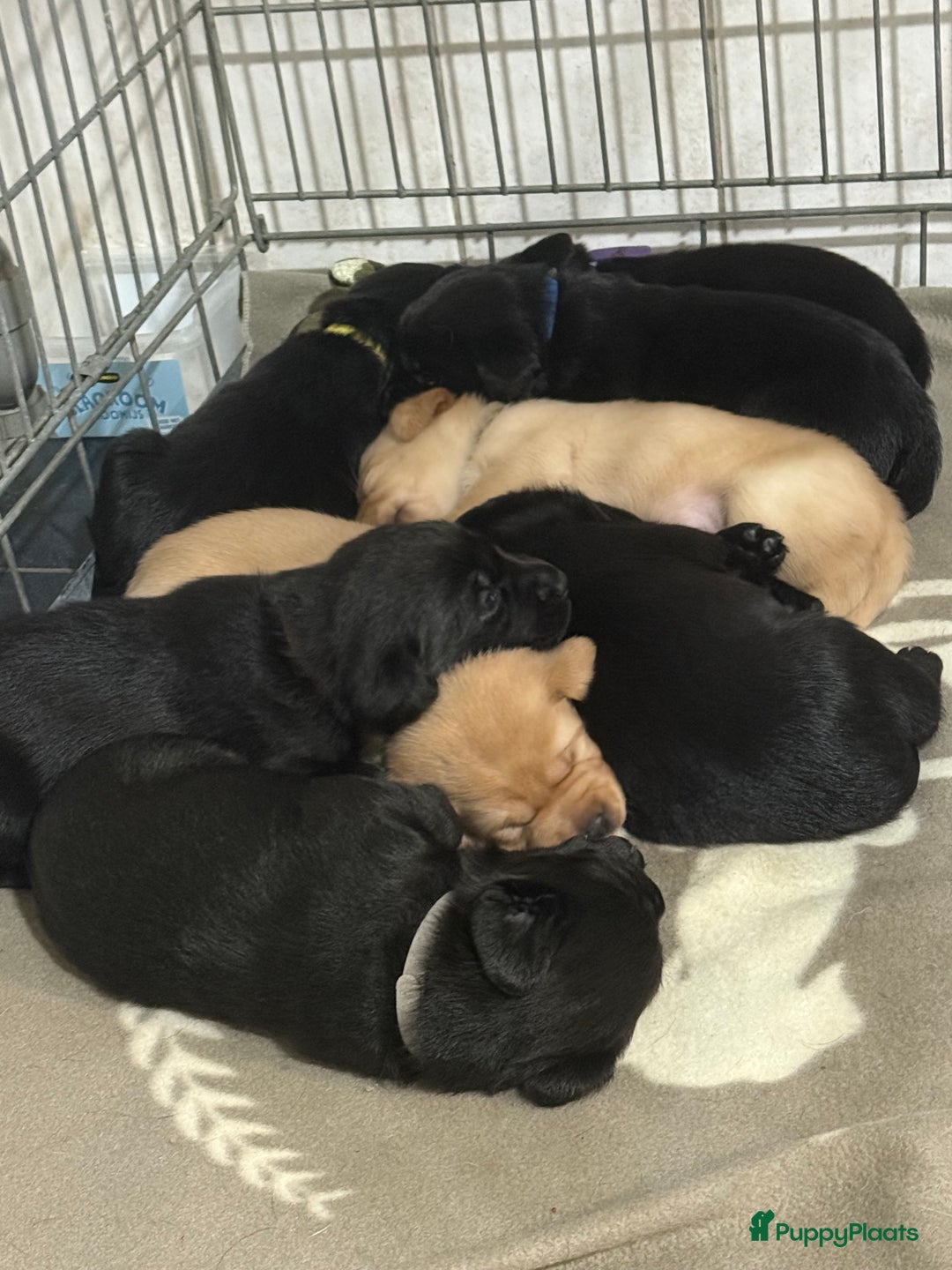 Labrador Retriever honden te koop: Labrador Retriever Pups - Advertentie 7