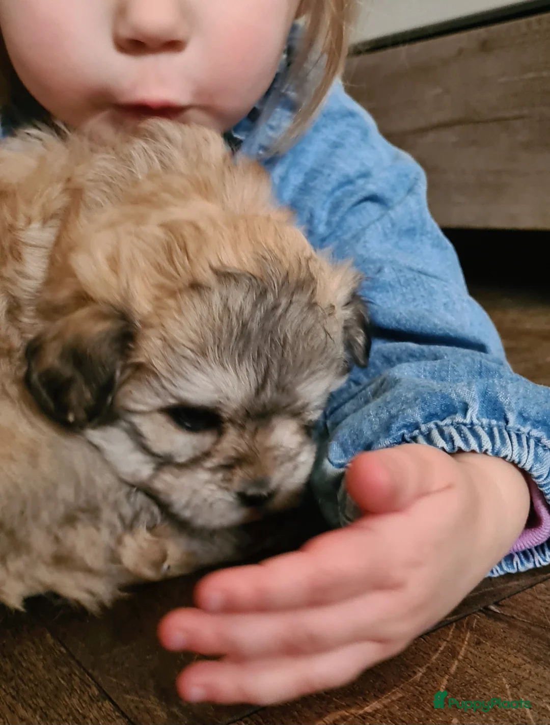 Kruising honden te koop: Prachtige lieve shipom pups - Advertentie 20