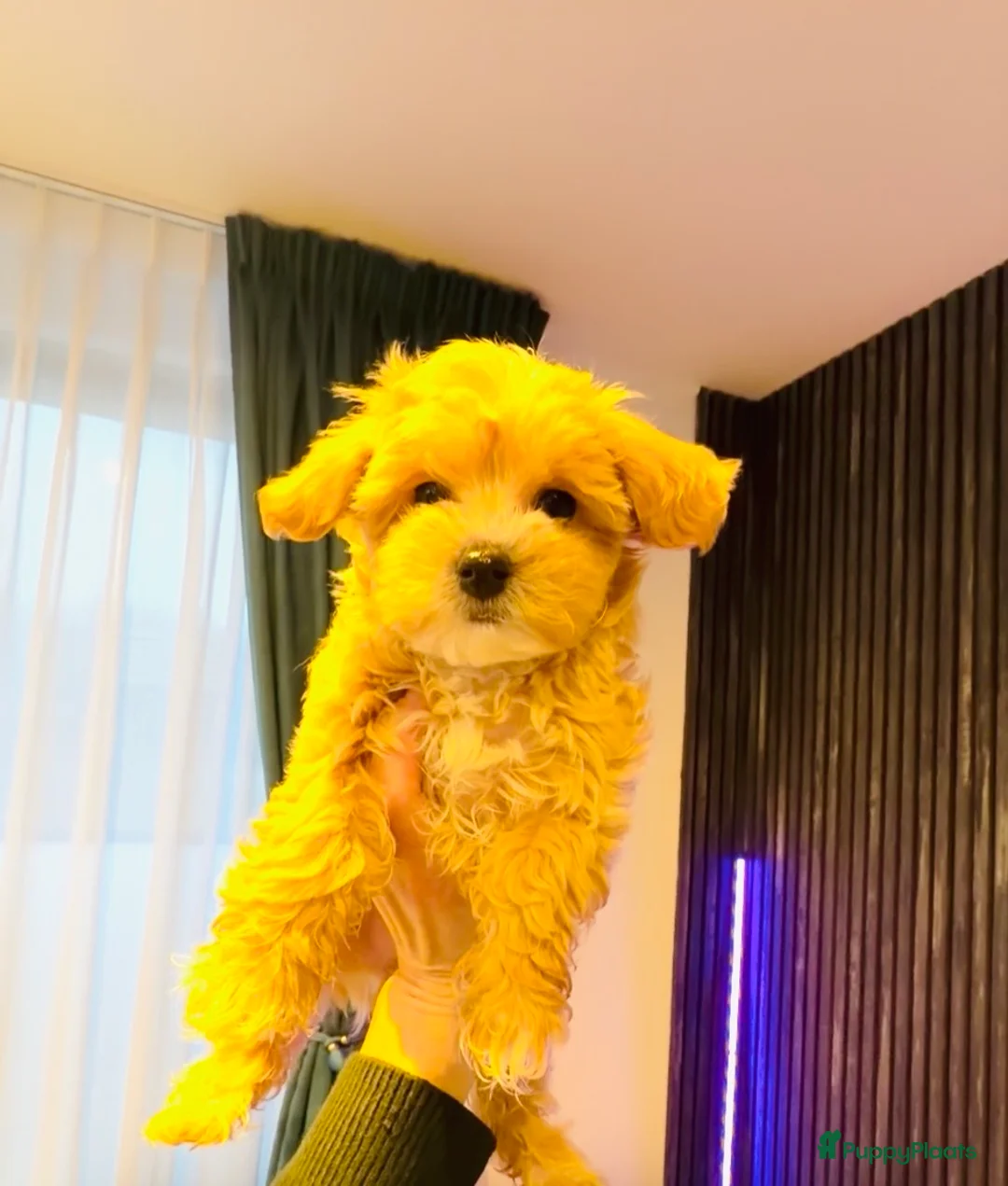 Maltipoo honden te koop: Schattige maltipoo pups thuisnestje - Advertentie 13