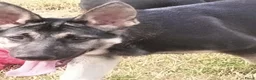 Duitse Herder honden te koop: Prachtige Oost Europese herder pups met Stamboom - Advertentie 7