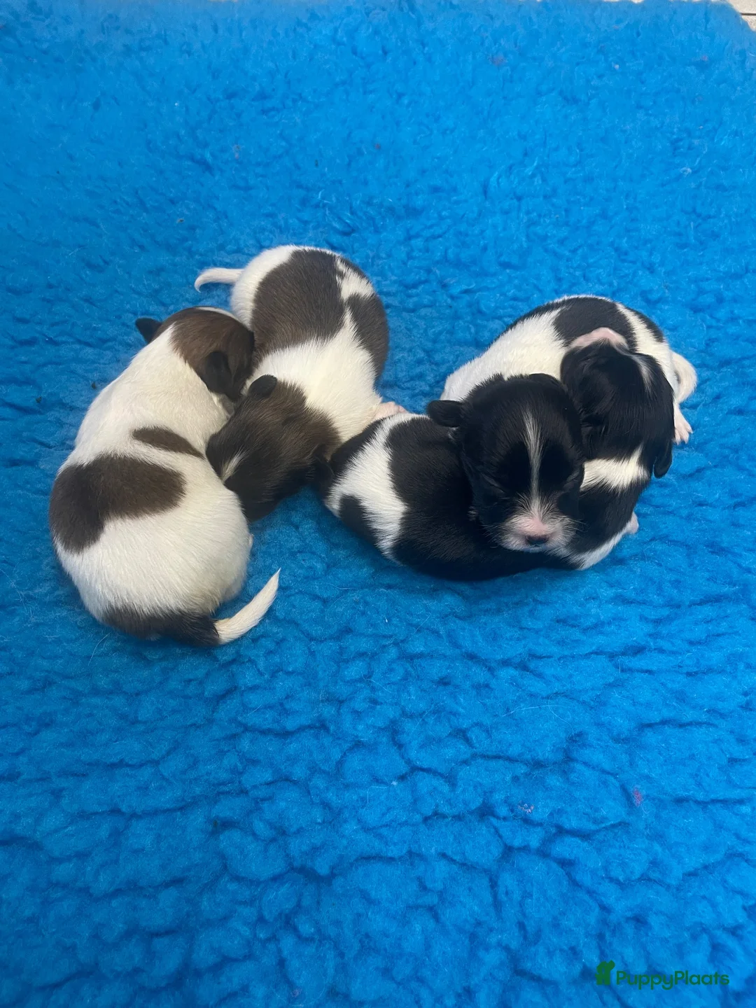 Vlinderhondje honden te koop: Prachtige vlinderhondjes met stamboom  - Advertentie 5