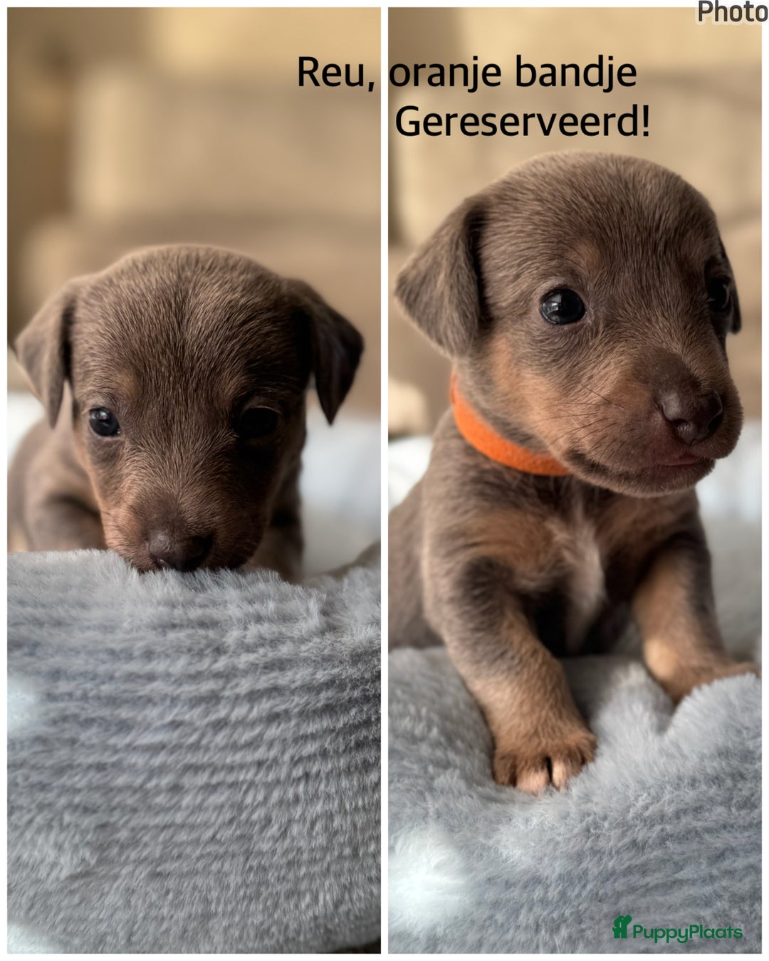 Jack Russel Terriër honden te koop: Jack russel pups - Advertentie 10