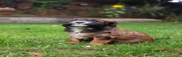 Kruising honden te koop: mooie Cava/Malti-Poo pups  in Boxtel - Advertentie 10