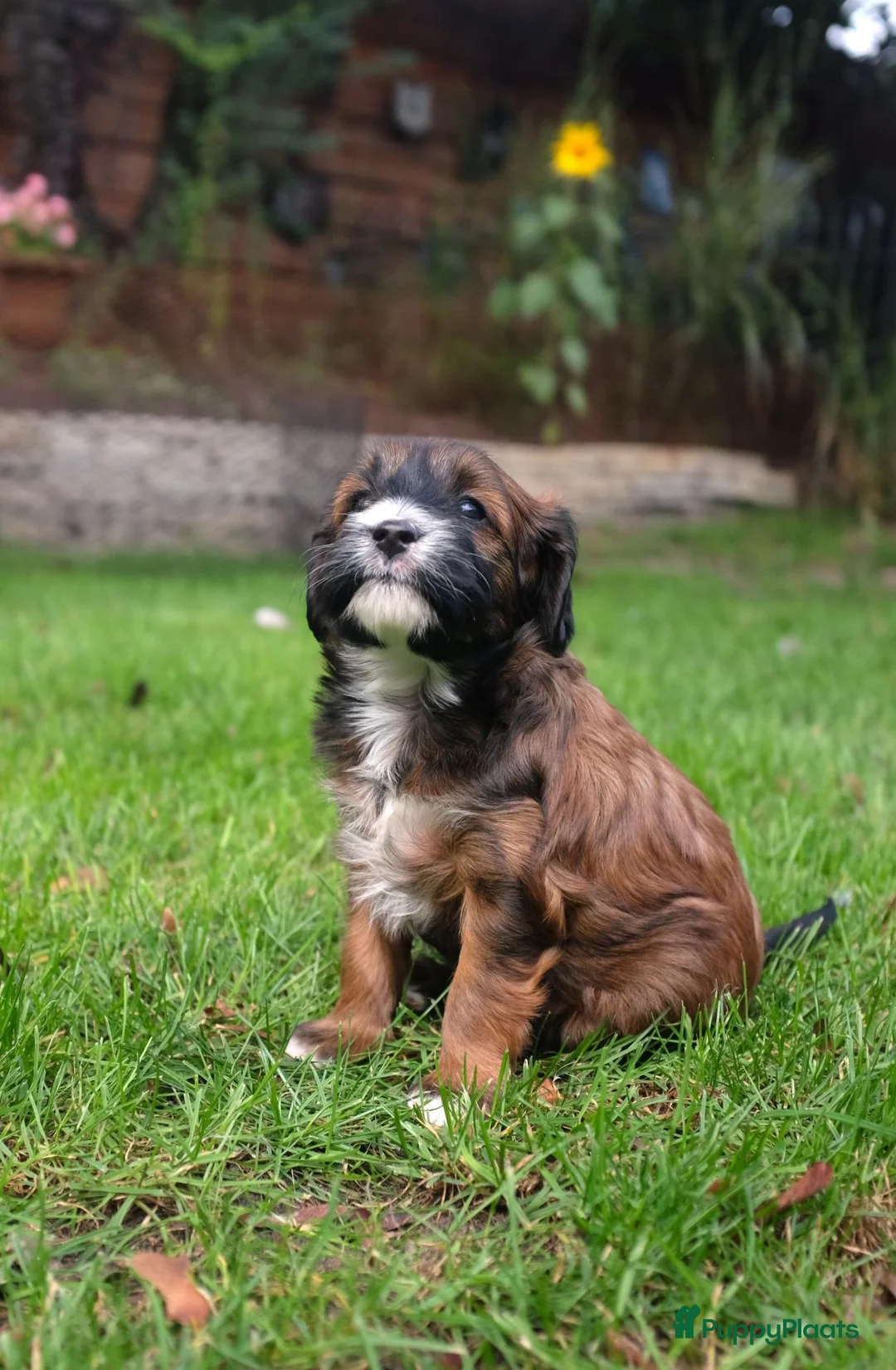 Kruising honden te koop: mooie Cava/Malti-Poo pups  in Boxtel - Advertentie 10