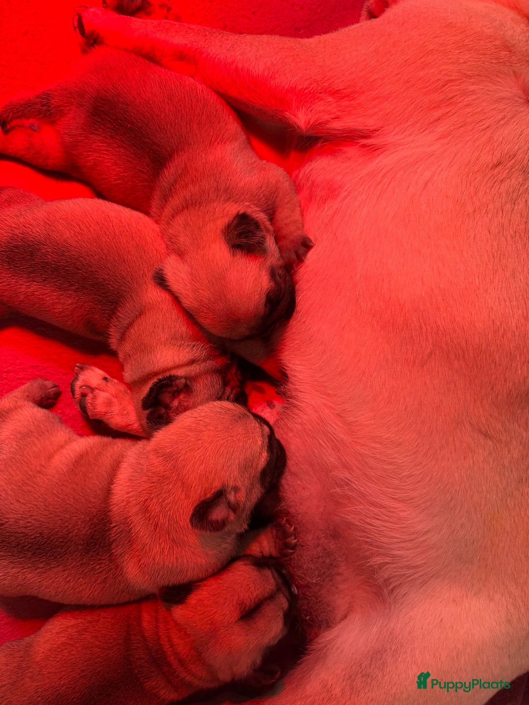 Mopshond honden te koop: Mopshond pups - Advertentie 2