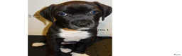 Kruising honden te koop: LIEVE PUPS - Advertentie 16