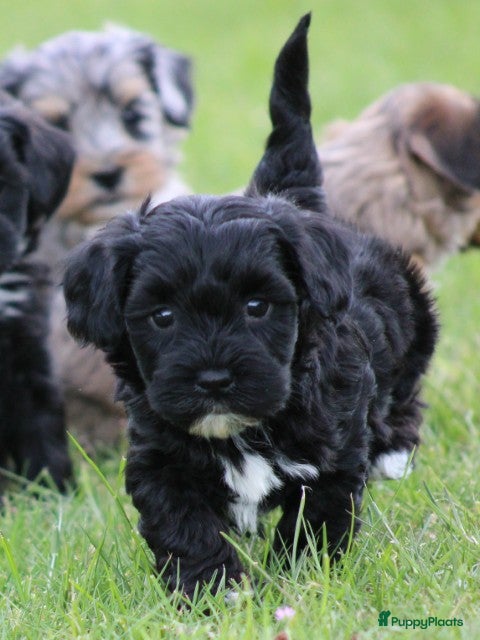 Kruising honden Boompoo pups - Advertentie 9