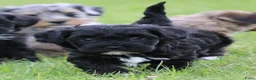 Kruising honden te koop: Boompoo pups - Advertentie 9