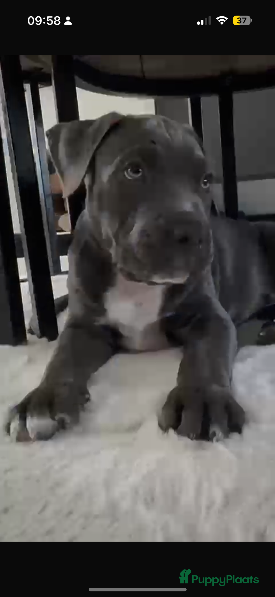 American Staffordshire Terriër honden ter dekking: Unieke Ervaren Amerikaanse Stafford bleu dekreu  in Gemert - Afbeelding 15