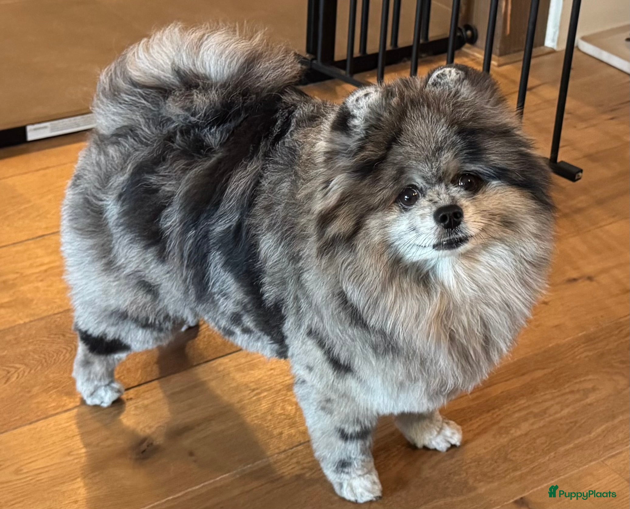 Pomeriaan honden Super lieve pomeranian Hummer  - Advertentie 2