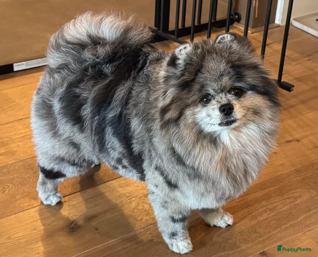 Pomeriaan honden te koop: Super lieve pomeranian Hummer  - Advertentie 2