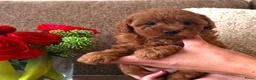 Kruising honden te koop: Dwergpoedelpuppy’s  - Advertentie 2