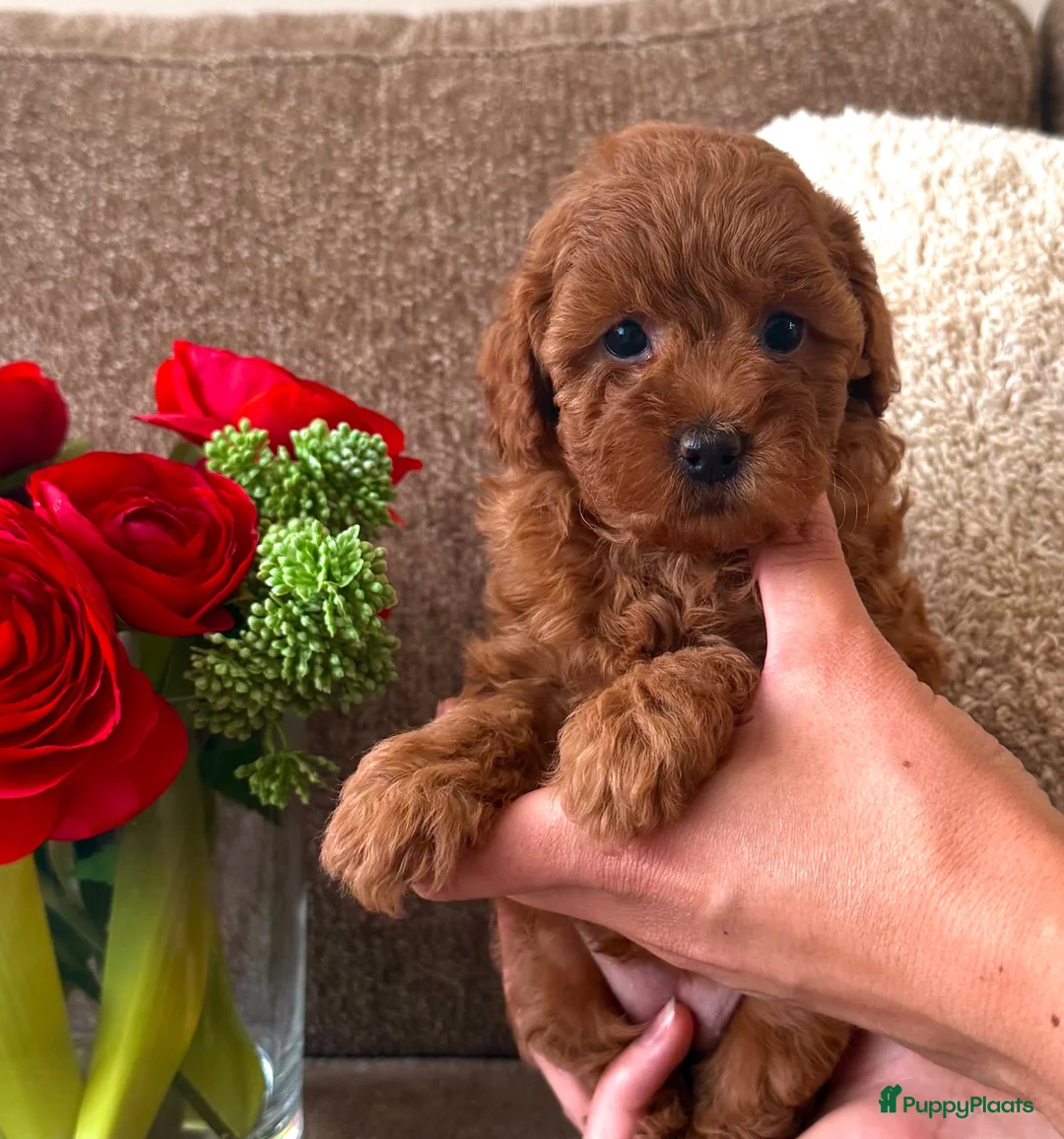 Kruising honden te koop: Dwergpoedelpuppy’s  - Advertentie 2