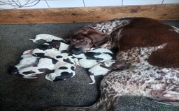 Duitse Staande Hond Korthaar honden te koop: Duitse staande korthaar pups - Afbeelding 1