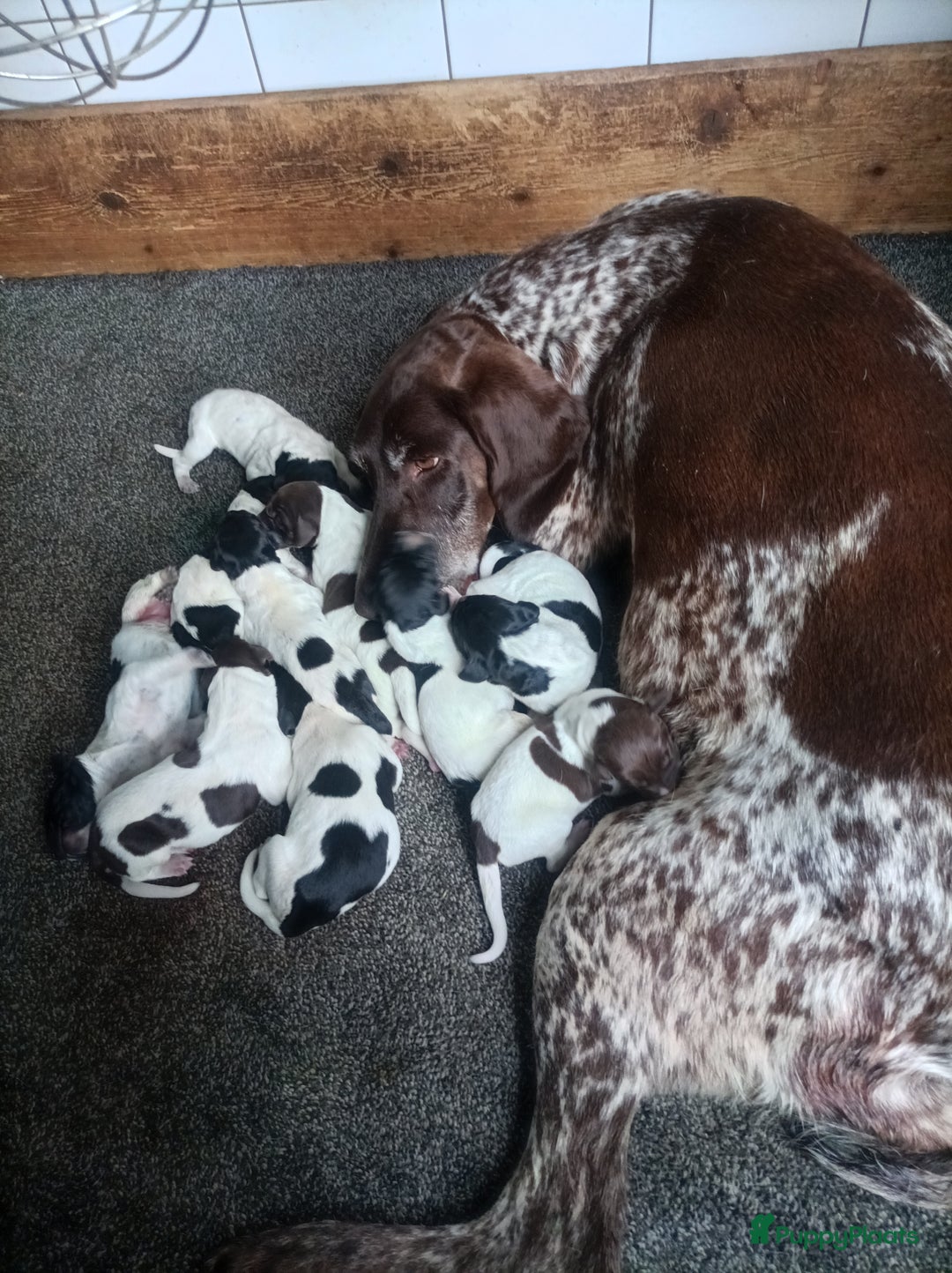 Duitse Staande Hond Korthaar honden te koop: Duitse staande korthaar pups - Afbeelding 1
