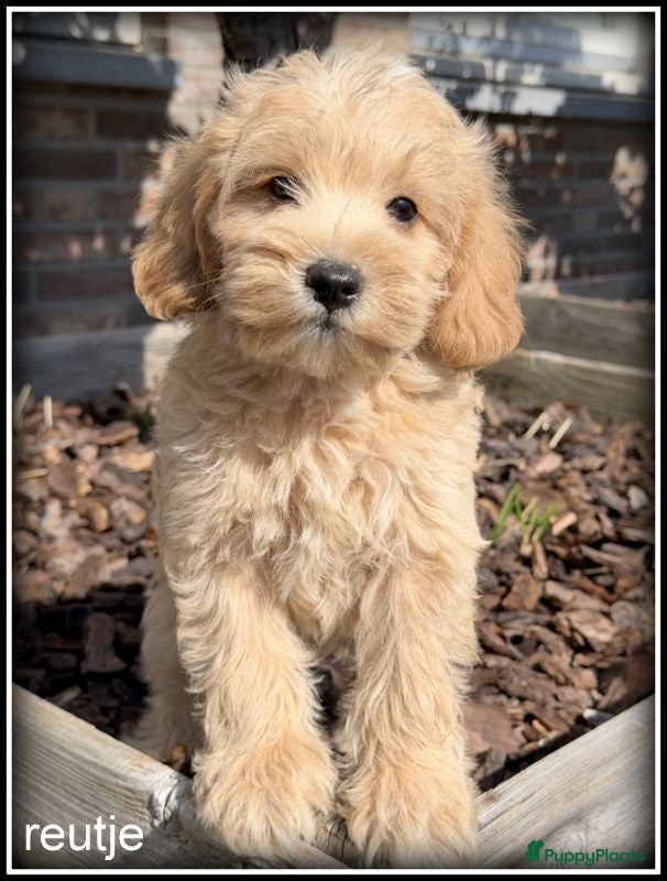 Kruising honden Boompoo middelslag pups. Poedel x Boomer - Advertentie 1
