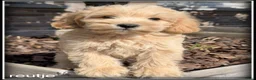 Kruising honden te koop: Boompoo middelslag pups. Poedel x Boomer - Advertentie 1