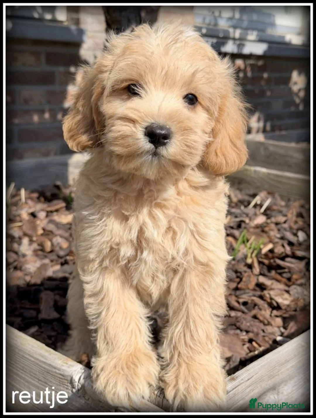Kruising honden te koop: Boompoo middelslag pups. Poedel x Boomer - Advertentie 1